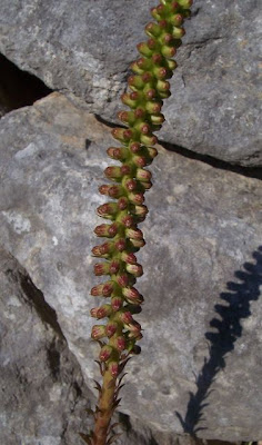 Umbilicus horizontalis,
Little Pennywort,
Narrow Navelwort,
Ombelico di Venere minore