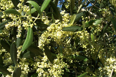 African olive African olive