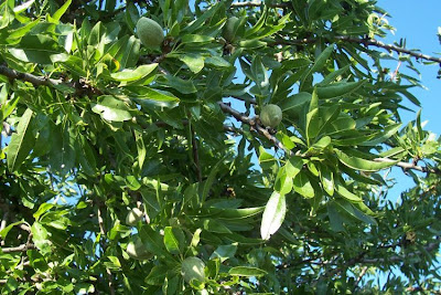 Almond Almond