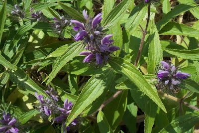 Phlomis herba-venti L.