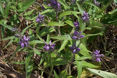 Phlomis herba-venti L.
