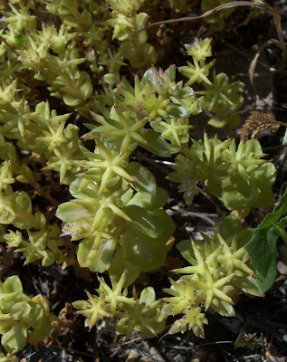 Borracina spinosa Borracina spinosa