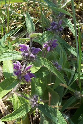 Phlomis herba-venti L.