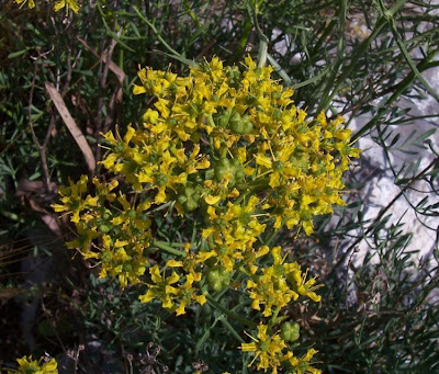 Common rue Common rue