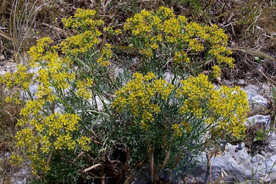 Common rue Common rue