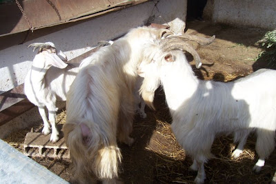 Domestic goat