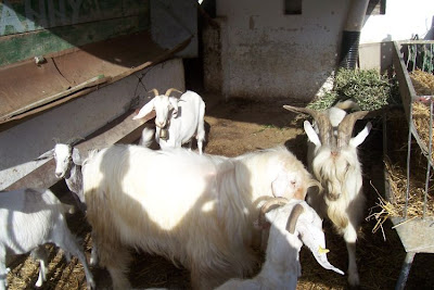 Domestic goat
