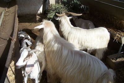 Domestic goat