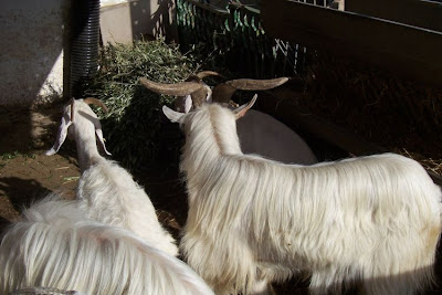 Domestic goat