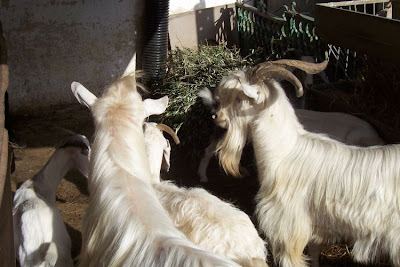 Domestic goat