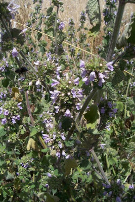 Ballota nigra L.
