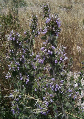 Ballota nigra L.