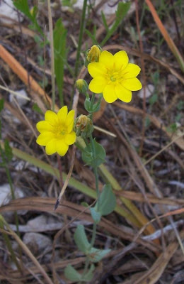 Blackstonia perfoliata,
Centauro giallo,
Yellow Wort Blackstonia perfoliata,
Centauro giallo,
Yellow Wort