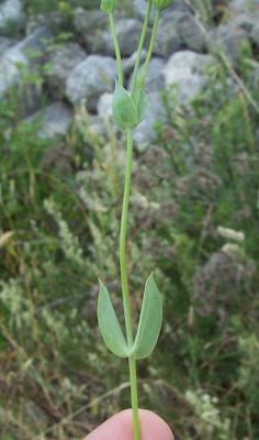 Blackstonia perfoliata,
Centauro giallo,
Yellow Wort Blackstonia perfoliata,
Centauro giallo,
Yellow Wort