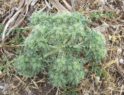 Cardopatum corymbosum (L.) Pers.
