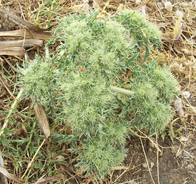 Cardopatum corymbosum (L.) Pers.