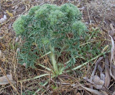 Cardopatum corymbosum (L.) Pers.