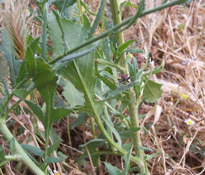 Mantisalca,
mantisalca Mantisalca,
mantisalca