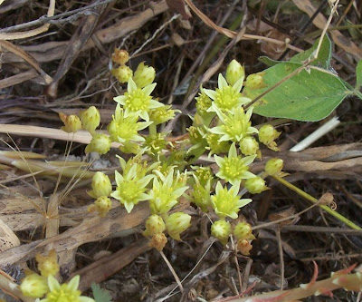European stonecrop