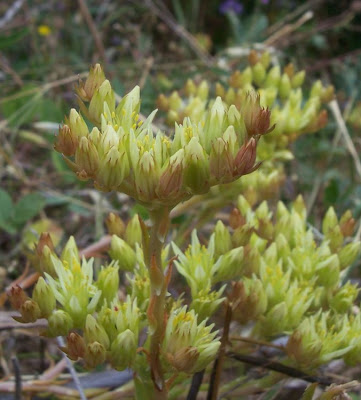 European stonecrop