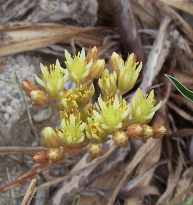 European stonecrop