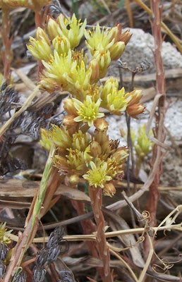 European stonecrop