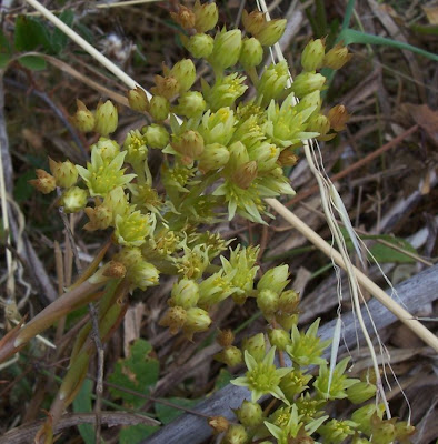 European stonecrop