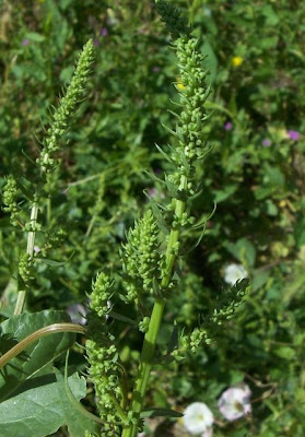 Bietola comune Bietola comune