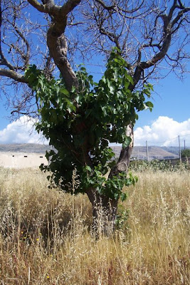 Manfredonia, Antica costruzione rurale