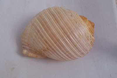 Giant tun