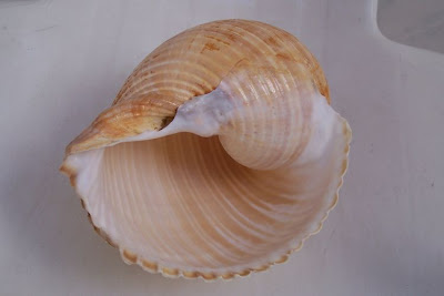 Giant tun