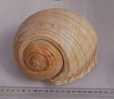 Giant tun