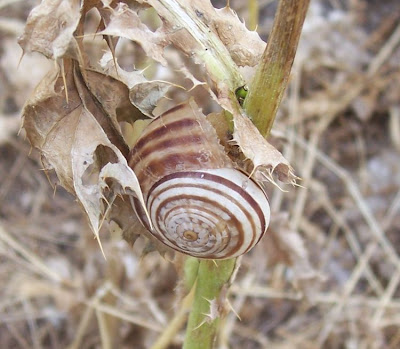 Chocolate-band snail Chocolate-band snail