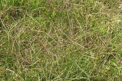 Bermuda grass Bermuda grass