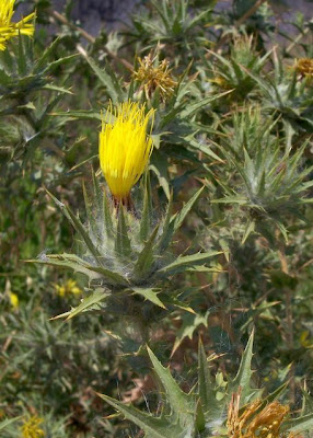 Saffron thistle
