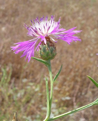 Centaurea subtilis Bertol.