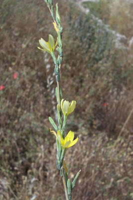 Lactuca viminea,
Lattuga alata,
Pliant Lettuce