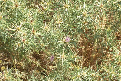 Fiordaliso stellato Fiordaliso stellato