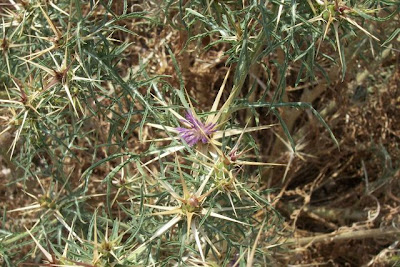 Fiordaliso stellato Fiordaliso stellato