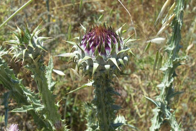 Cardo-ilírico Cardo-ilírico