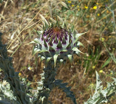Cardo-ilírico Cardo-ilírico
