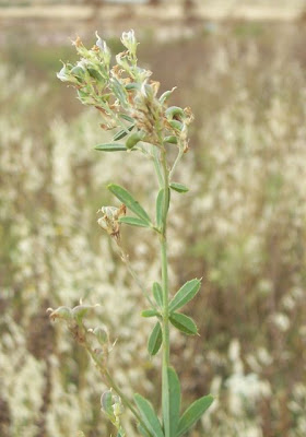 Alfalfa Alfalfa