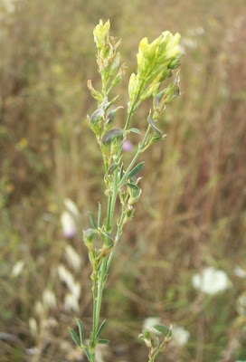 Alfalfa Alfalfa