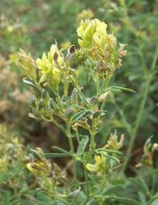 Alfalfa Alfalfa
