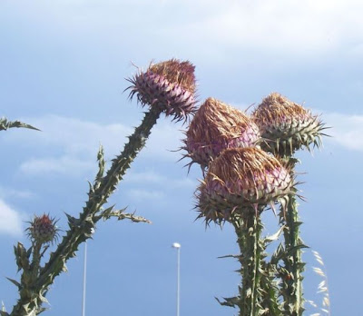 Cardo-ilírico Cardo-ilírico