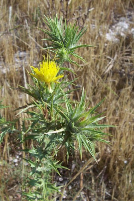 Saffron thistle