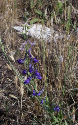 Delphinium halteratum S. et S.
