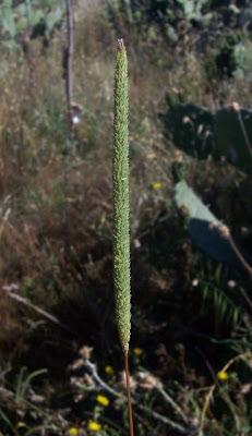 Codolina subulata Codolina subulata