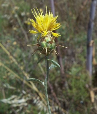 Centaurea nizzarda Centaurea nizzarda