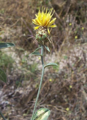 Centaurea nizzarda Centaurea nizzarda